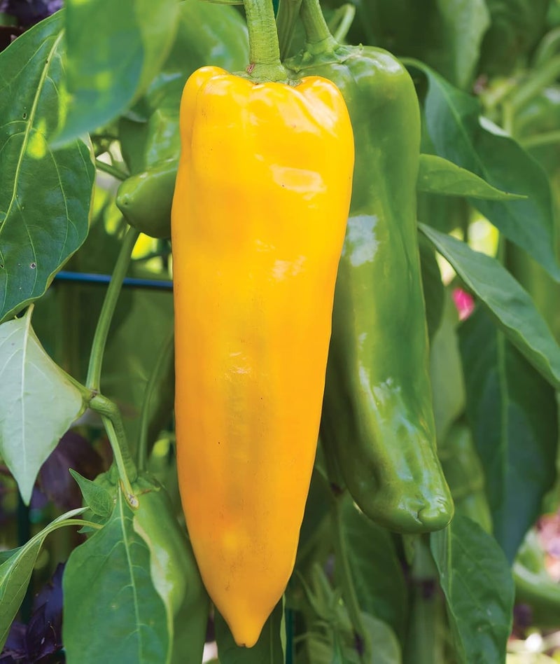 Burpee Big Daddy Sweet Pepper Seeds 40 seeds - Image 5