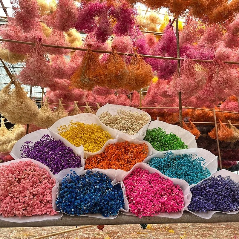 Bluejw Outlet Dried Gypsophila – Natural Preserved Baby's Breath for Wedding Bouquets, Home Decor & Dried Flower Arrangements - Image 3