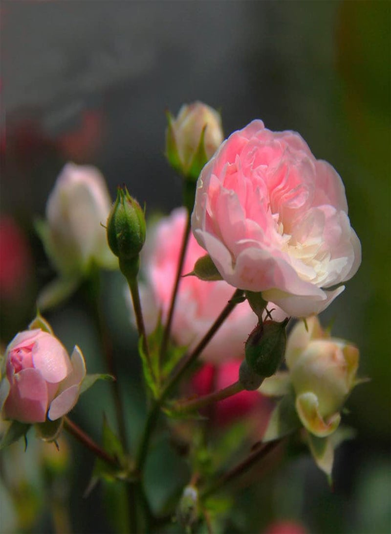 جي جوت 100 قطعة من بذور روزا مولتيفلورا غنية بالألوان وفريدة من نوعها في شكل الزهرة تزرع مع أنواع مختلفة من الزهور لتشكيل منظر طبيعي فريد من نوعه - Image 1