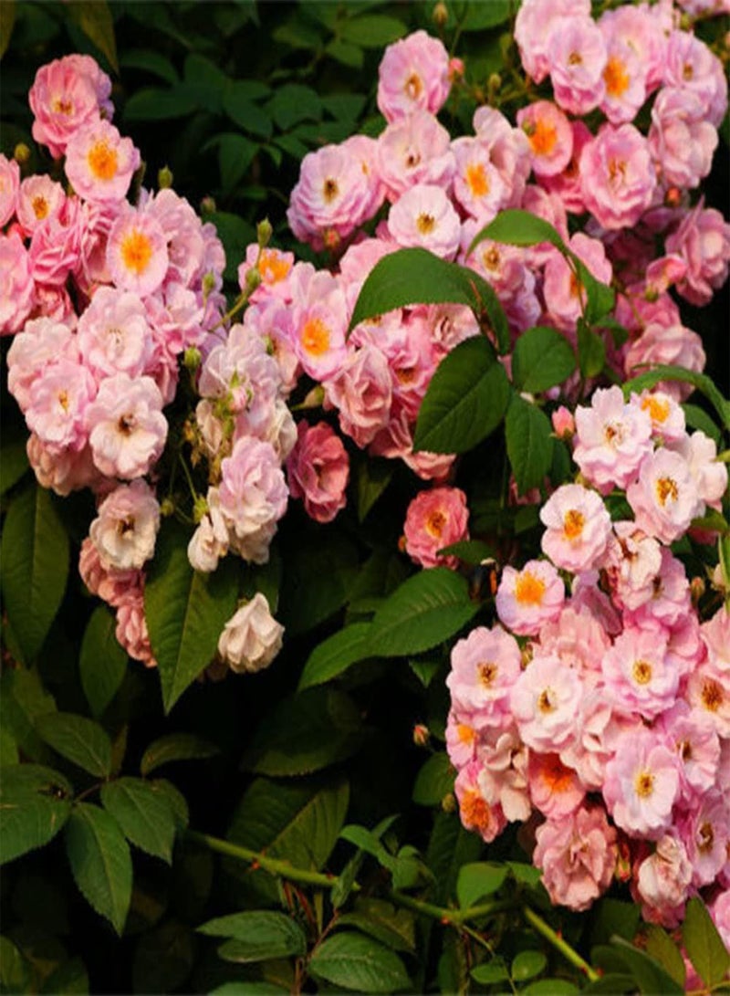 جي جوت 100 قطعة من بذور روزا مولتيفلورا غنية بالألوان وفريدة من نوعها في شكل الزهرة تزرع مع أنواع مختلفة من الزهور لتشكيل منظر طبيعي فريد من نوعه - Image 2