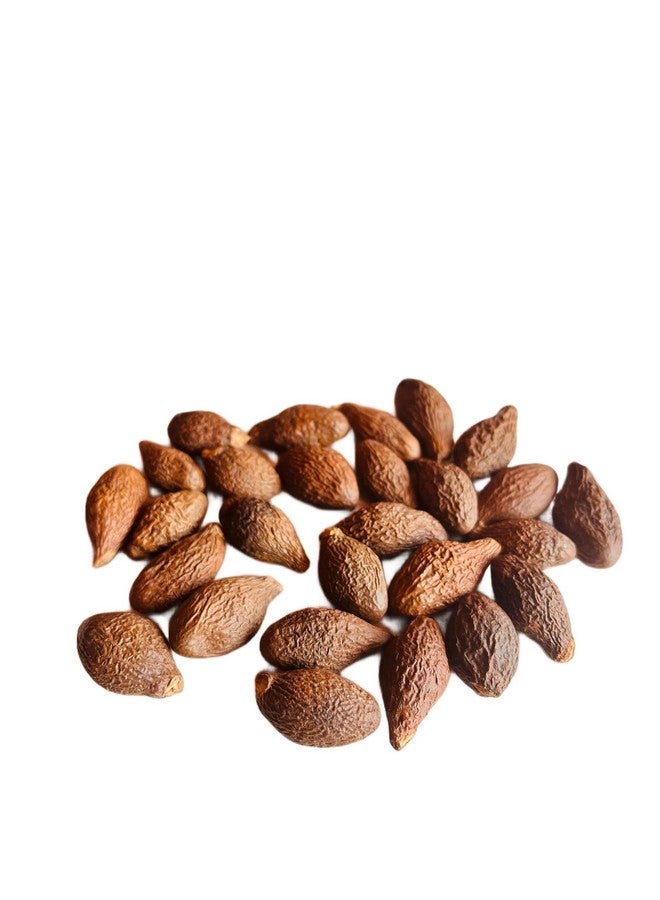 Ayushiv NIRANJAN PHAL (STERCULIA LYCHNOPHORA) - MALVA NUTS - NIRANJAN FAL - NIRANJAN PHOOL - MASSA PHAL - NEERANJAN FRUIT (100) - Image 3