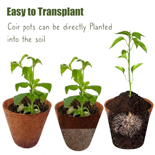 COIR GARDEN Rubber Coir Pot, Brown, 3 inch, 10 Piece - Image 5