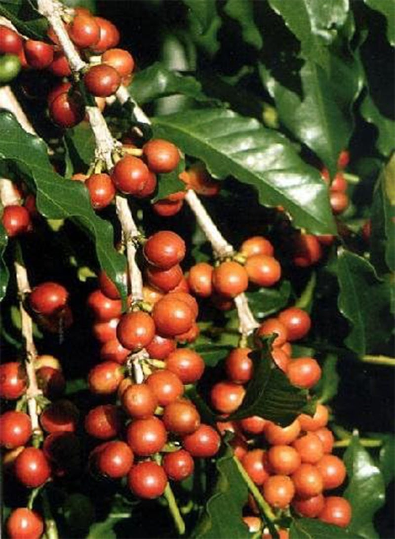 GGOOT seeds   Dwarf Coffee (Coffea arabica nana)   8 seeds   seeds