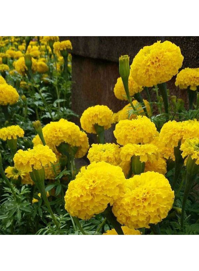 Marigold F1 Inca Yellow Flower Seeds