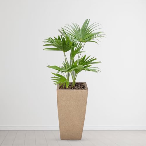 BonKaso 12 inch Beige Pot – Tall, Durable & Lightweight Polymer Square Tower Planter for Indoor & Outdoor Use: Home, Office, Garden & Balcony (Gamla/Gamale) - Image 1