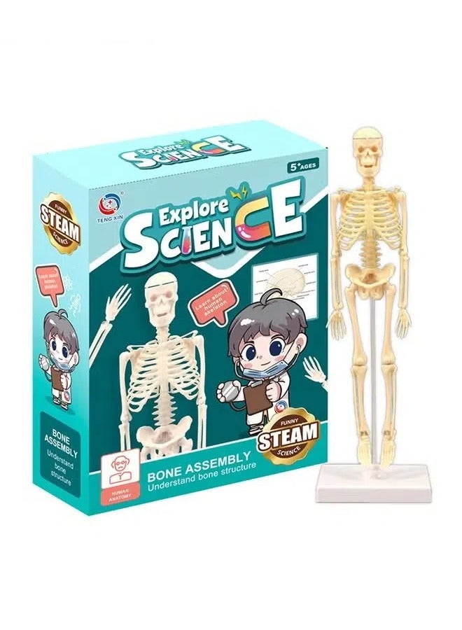 Mini Human Skeleton Model with Movable Arms Legs and Stand for Kid to Study Educational toys Explore science - Image 1