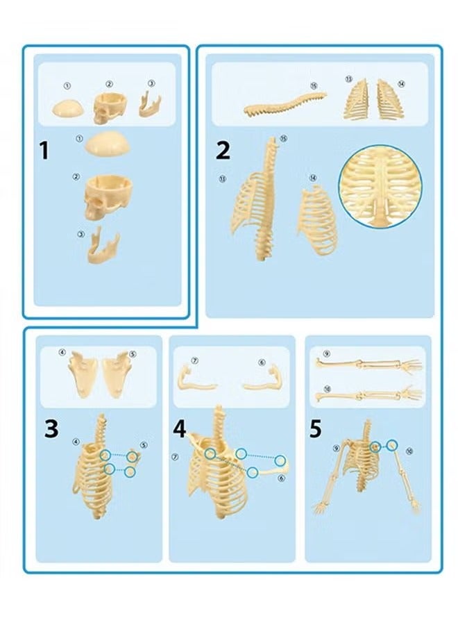 Mini Human Skeleton Model with Movable Arms Legs and Stand for Kid to Study Educational toys Explore science - Image 3