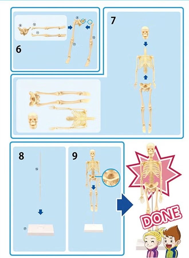 Mini Human Skeleton Model with Movable Arms Legs and Stand for Kid to Study Educational toys Explore science - Image 4
