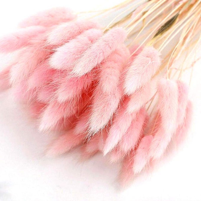 HOME DECORATION LAGURUS OVATUS RABBIT TAIL DRIED FLOWERS REAL FLOWER ETERNAL FLOWER DRIED GRASSFLOWER BOUQUET NATURAL MATERIAL SHOOTING PROPS DRIED FLOWERS 50PCS LIGHT PINK
