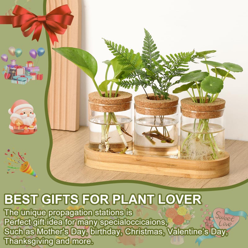 onepeng 3Pcs Propagation Stations, Plant Terrarium with Lid and Wooden Stand,Desktop Glass Planter Hydroponics Vase,Home Office Living Room Decor Gifts - Image 3