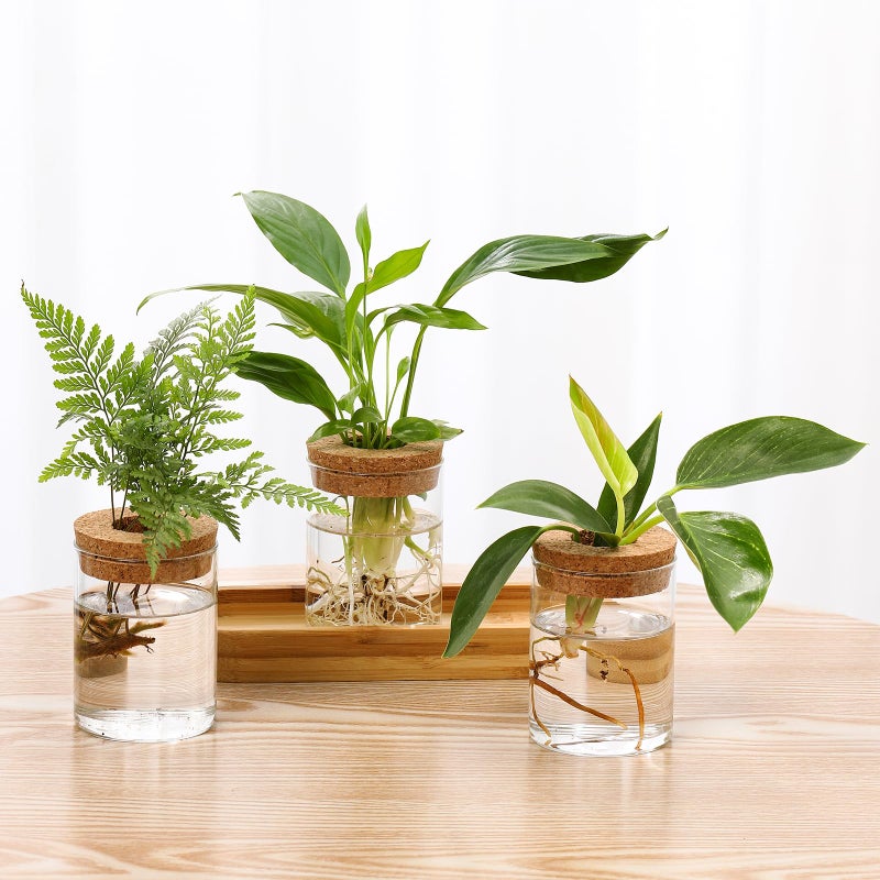 onepeng 3Pcs Propagation Stations, Plant Terrarium with Lid and Wooden Stand,Desktop Glass Planter Hydroponics Vase,Home Office Living Room Decor Gifts - Image 4