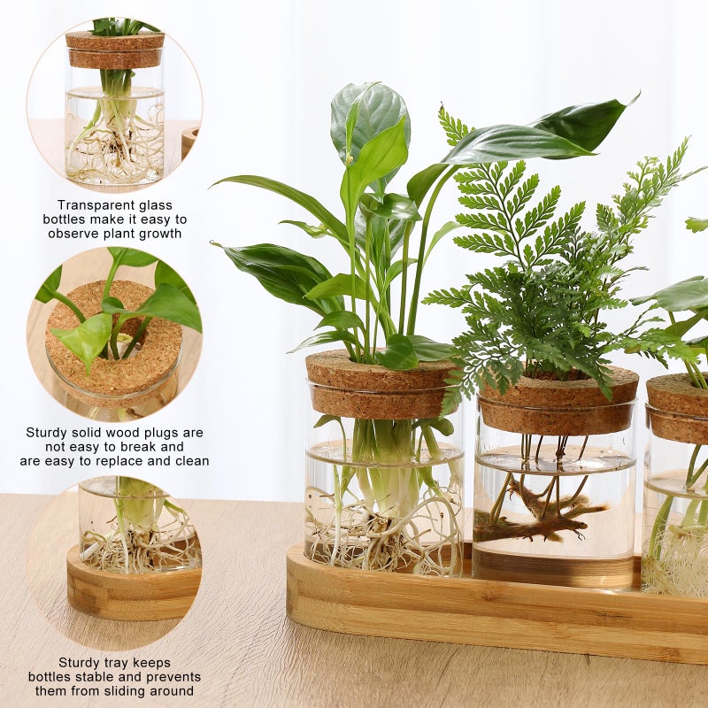 onepeng 3Pcs Propagation Stations, Plant Terrarium with Lid and Wooden Stand,Desktop Glass Planter Hydroponics Vase,Home Office Living Room Decor Gifts - Image 2
