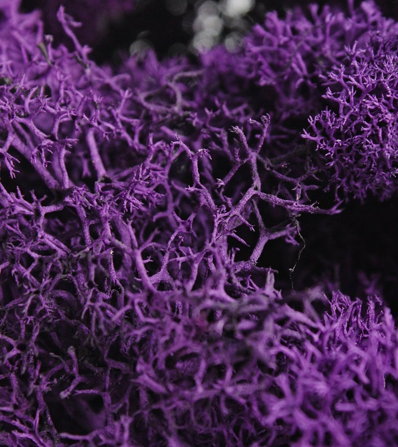 SuperMoss (25124) Reindeer Moss Preserved, Appx. 2oz, Purple - Image 3