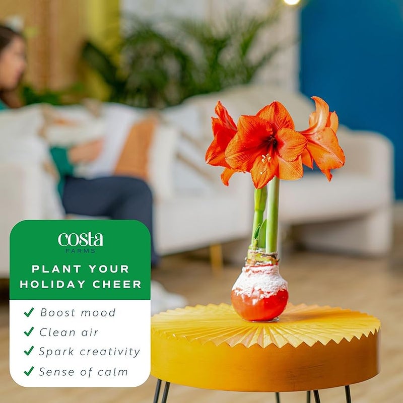 Costa Farms نباتات اماريليس حية في لمبة من كوستا فارمز، سهلة الحفاظ على ديكور الكريسماس او العطلات، نباتات منزلية مزهرة داخل المنزل، ديكور المنزل او الغرفة او المكتب، هدية تدفئة منزلية، مصباح، عبوة من قطعتين - Image 5