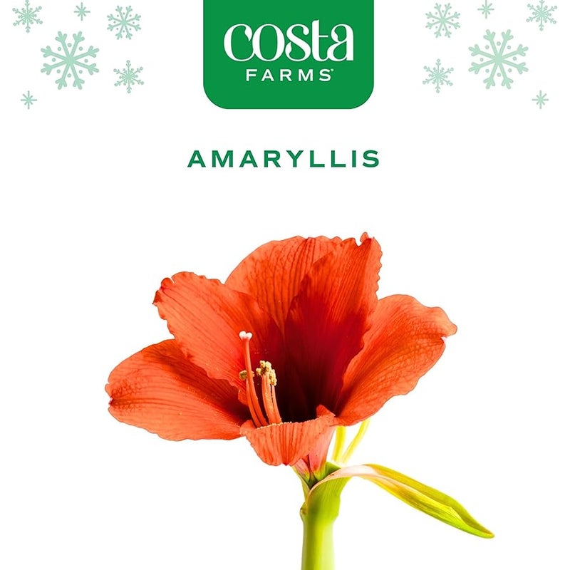 Costa Farms نباتات اماريليس حية في لمبة من كوستا فارمز، سهلة الحفاظ على ديكور الكريسماس او العطلات، نباتات منزلية مزهرة داخل المنزل، ديكور المنزل او الغرفة او المكتب، هدية تدفئة منزلية، مصباح، عبوة من قطعتين - Image 3