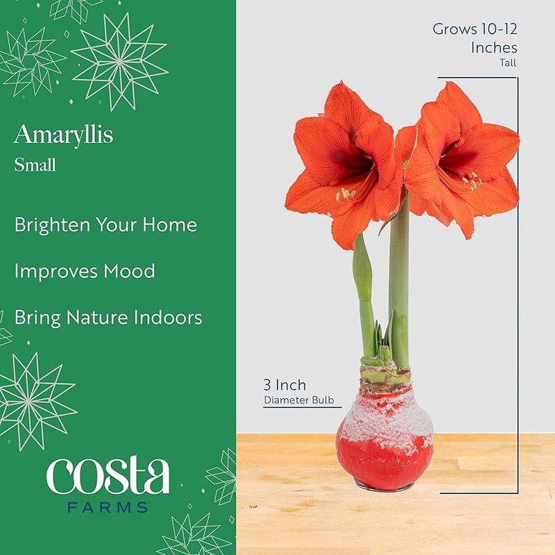Costa Farms نباتات اماريليس حية في لمبة من كوستا فارمز، سهلة الحفاظ على ديكور الكريسماس او العطلات، نباتات منزلية مزهرة داخل المنزل، ديكور المنزل او الغرفة او المكتب، هدية تدفئة منزلية، مصباح، عبوة من قطعتين - Image 4