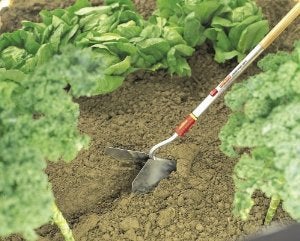Fieldstar Wolfgarten Steel Multi Star Culti-Weeder Without Handle (Ridge) - Image 5