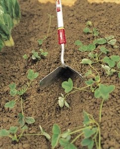 Fieldstar Wolfgarten Steel Multi Star Culti-Weeder Without Handle (Ridge) - Image 4