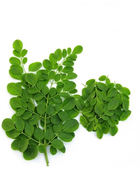 Moringa seeds