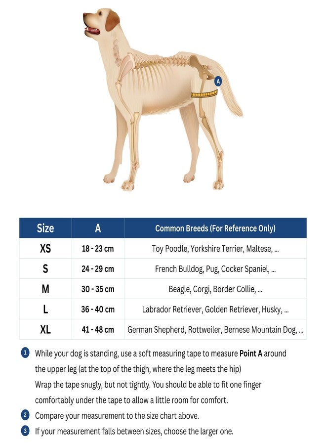Fico Dog Hip Dysplasia Brace, Adjustable Rear Hip Support for Dogs for Pain Relief, Leg Weakness & Arthritis, Vet Recommended, Targeted Compression, Comfortable Neoprene Harness (Small) - Image 2