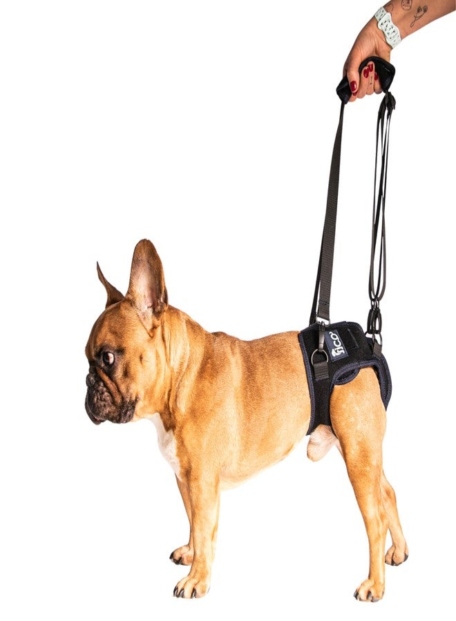 Fico Dog Hip Dysplasia Brace, Adjustable Rear Hip Support for Dogs for Pain Relief, Leg Weakness & Arthritis, Vet Recommended, Targeted Compression, Comfortable Neoprene Harness (Small) - Image 1