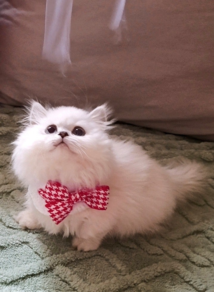 A.M Pet Necklace Collar, Cute Collar with Lace Design Decoration Fade-resistant Soft Comfortable Buttoned Pet Collar for Cats, Dogs, Kittens, Puppies - Image 2