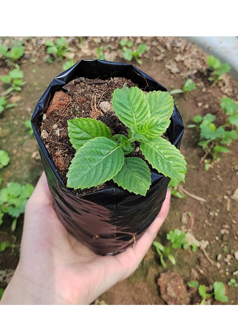 SYOSI 100 Pcs Plant Nursery Bags, Plastic Seedling Pots Container for Fruit Tree, Flower, Starting saplings, Plant Grow(3.5"x6.6") - Image 2