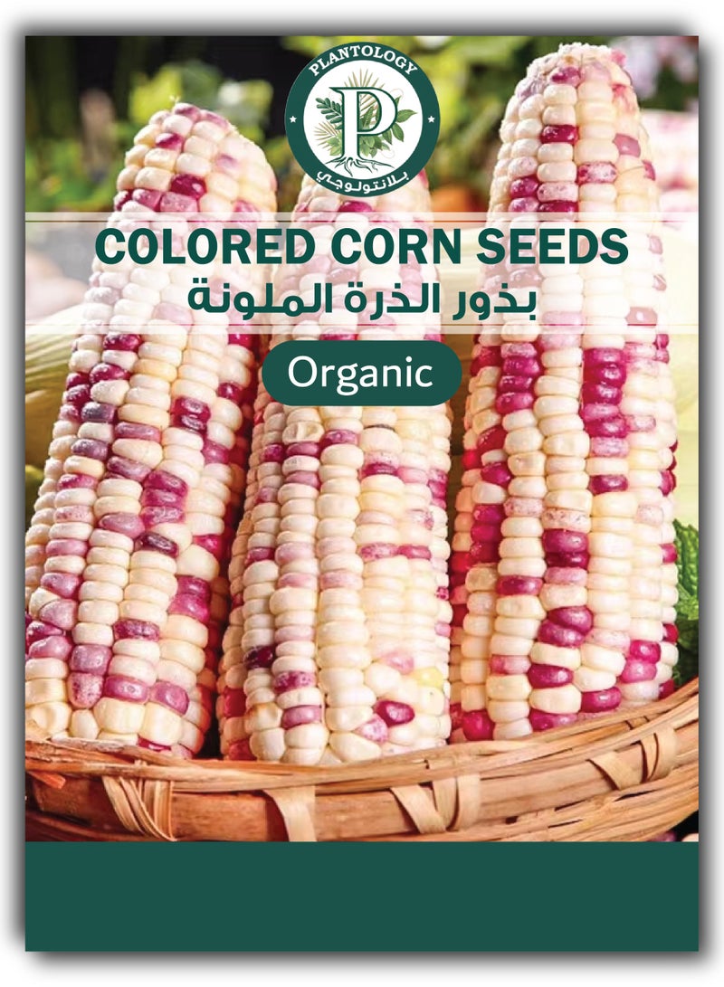 بذور الذرة الملونة للزراعة - مزيج بذور الذرة - Image 1