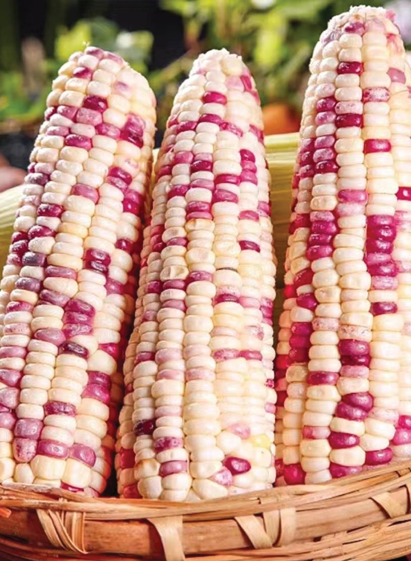 بذور الذرة الملونة للزراعة - مزيج بذور الذرة - Image 2
