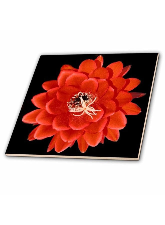 3DROSE Decorative colourful garden botanic classic plant SW Southwest Desert cactus red black flower - Ceramic Tile, 20cm - Image 2