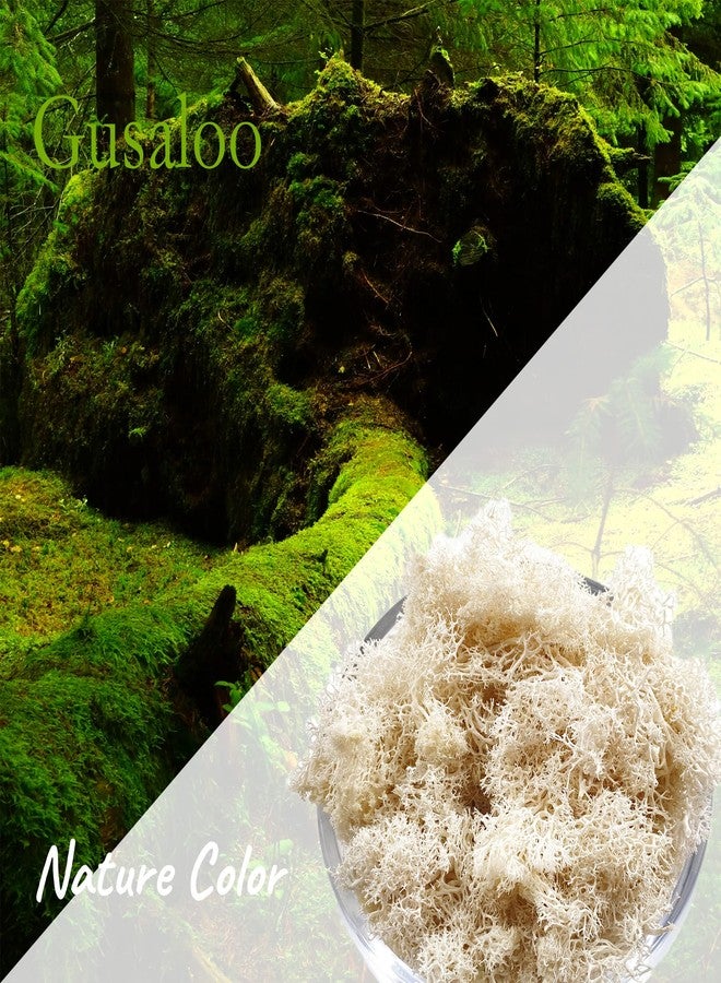 Gusaloo Moss Preserved Natural Fresh Green Moss for Craft Arts Floral Projects, Wall Decor, Table Decor, Wedding Centerpieces, Garden, Terrariums - White, 3.5OZ - Image 2