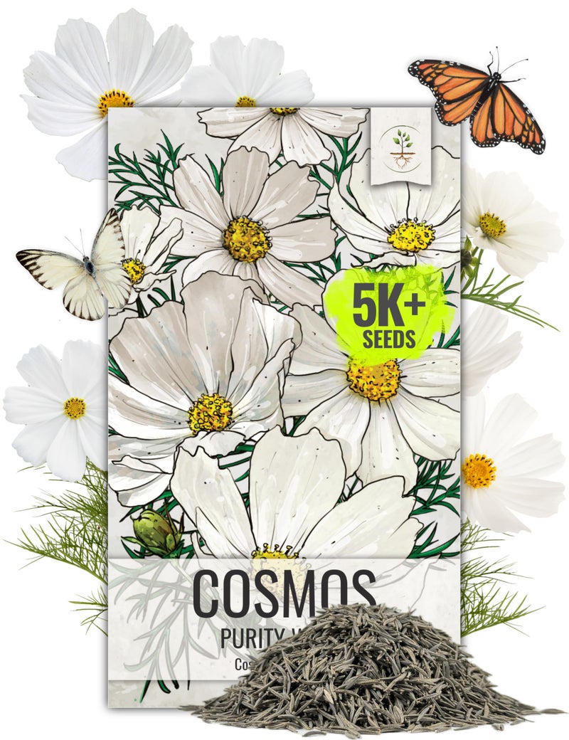 Seed Needs Cosmos Seeds White Purity Variety Flowering Seed | 5,000+ Heirloom Seeds Cosmo Bipinnatus Wildflowers | Large White Blooms Attract Butterflies & Pollinators | Bulk - Image 1
