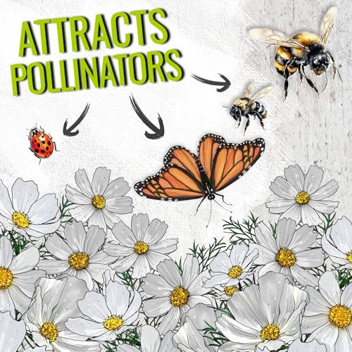 Seed Needs Cosmos Seeds White Purity Variety Flowering Seed | 5,000+ Heirloom Seeds Cosmo Bipinnatus Wildflowers | Large White Blooms Attract Butterflies & Pollinators | Bulk - Image 4