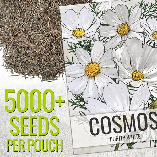 Seed Needs Cosmos Seeds White Purity Variety Flowering Seed | 5,000+ Heirloom Seeds Cosmo Bipinnatus Wildflowers | Large White Blooms Attract Butterflies & Pollinators | Bulk - Image 2