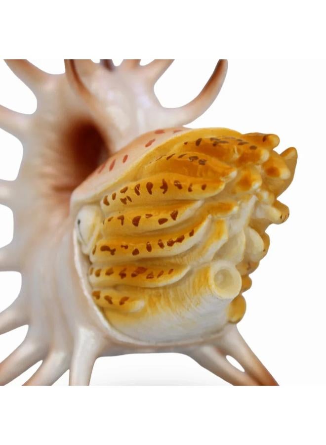 CollectA Cooperoceras Figurine - Image 3