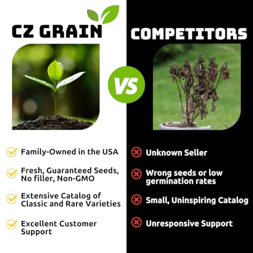 CZ Grain Scarlet Red Maple Bonsai Tree Seeds for Planting (20 Seeds) - Image 4