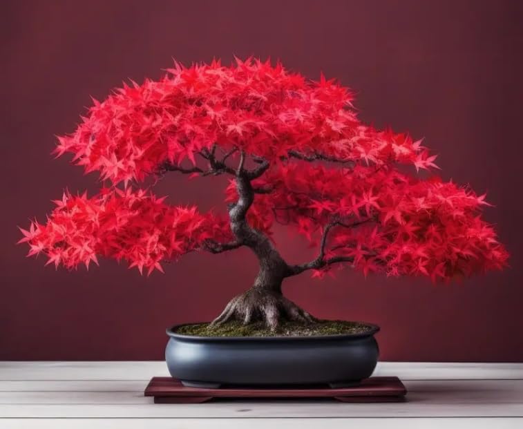 CZ Grain Scarlet Red Maple Bonsai Tree Seeds for Planting (20 Seeds) - Image 5