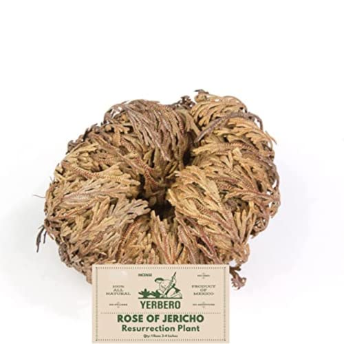 Yerbero - Jumbo Rose of Jericho Dried Flower 3.5'' - 6'' | Selaginella Lepidophylla | Resurrection Plant | Jumbo Size Dried Rose | Abundance, Prosperity, Sacred, Doradilla Plant | 3.5'' - 6'' - Image 1