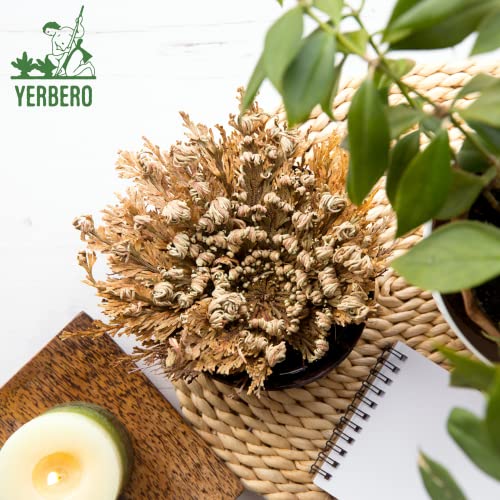 Yerbero - Jumbo Rose of Jericho Dried Flower 3.5'' - 6'' | Selaginella Lepidophylla | Resurrection Plant | Jumbo Size Dried Rose | Abundance, Prosperity, Sacred, Doradilla Plant | 3.5'' - 6'' - Image 5
