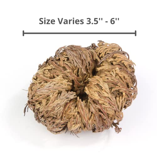 Yerbero - Jumbo Rose of Jericho Dried Flower 3.5'' - 6'' | Selaginella Lepidophylla | Resurrection Plant | Jumbo Size Dried Rose | Abundance, Prosperity, Sacred, Doradilla Plant | 3.5'' - 6'' - Image 4