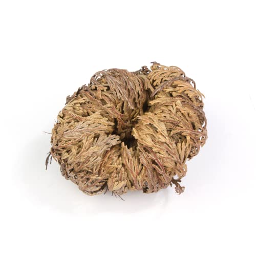 Yerbero - Jumbo Rose of Jericho Dried Flower 3.5'' - 6'' | Selaginella Lepidophylla | Resurrection Plant | Jumbo Size Dried Rose | Abundance, Prosperity, Sacred, Doradilla Plant | 3.5'' - 6'' - Image 2