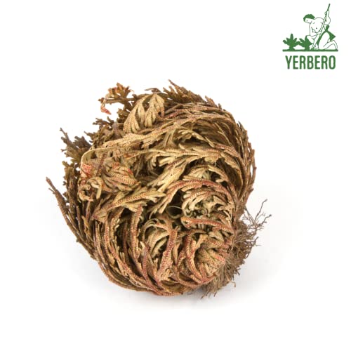Yerbero - Jumbo Rose of Jericho Dried Flower 3.5'' - 6'' | Selaginella Lepidophylla | Resurrection Plant | Jumbo Size Dried Rose | Abundance, Prosperity, Sacred, Doradilla Plant | 3.5'' - 6'' - Image 3