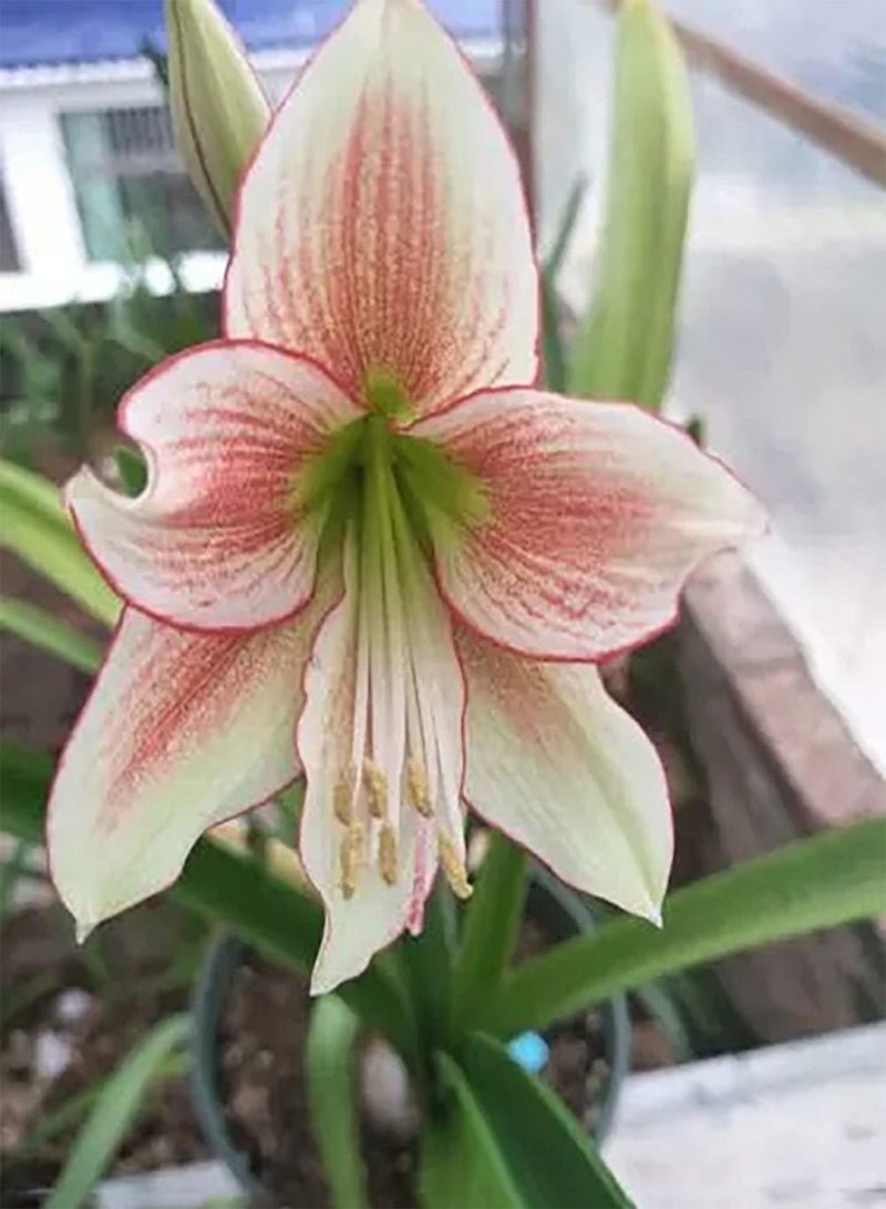 جي جوت بذور أمارلس متعددة الألوان، سهلة العناية، زهور داخلية، ديكور للحديقة، تجلب إحساسًا بالإنجاز، ديكور فني حرفي - Image 2