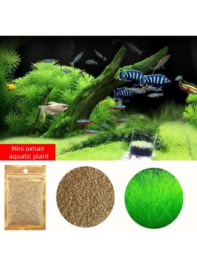 بذور نباتات مائية صغيرة صديقة للبيئة من أوكسهير، بذور نباتات مائية معقمة مناسبة للنباتات المائية في خزان الأسماك، وأحواض السمك، والمناظر الطبيعية لخزان العشب. - Image 1