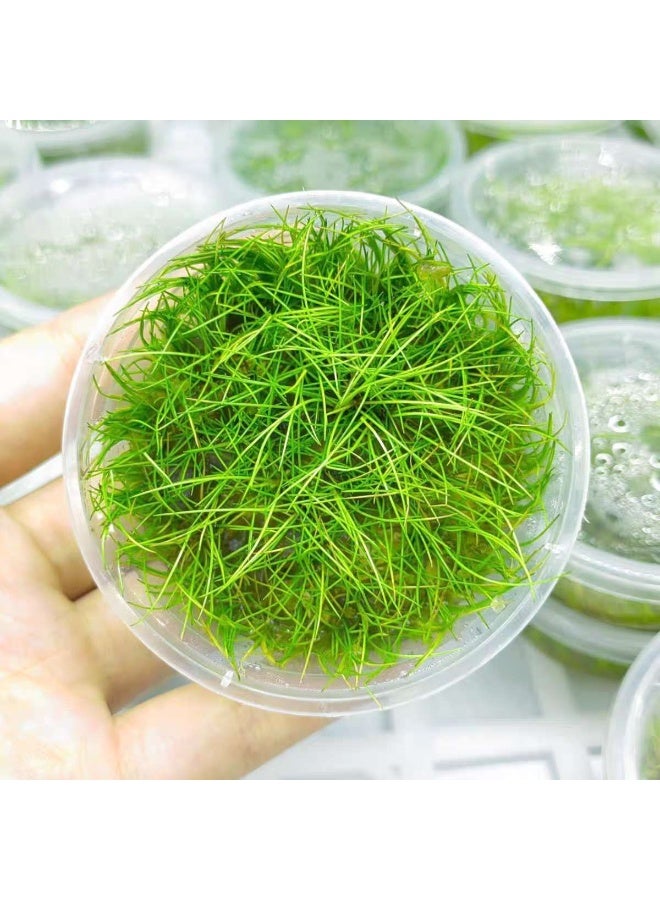 بذور نباتات مائية صغيرة صديقة للبيئة من أوكسهير، بذور نباتات مائية معقمة مناسبة للنباتات المائية في خزان الأسماك، وأحواض السمك، والمناظر الطبيعية لخزان العشب. - Image 2