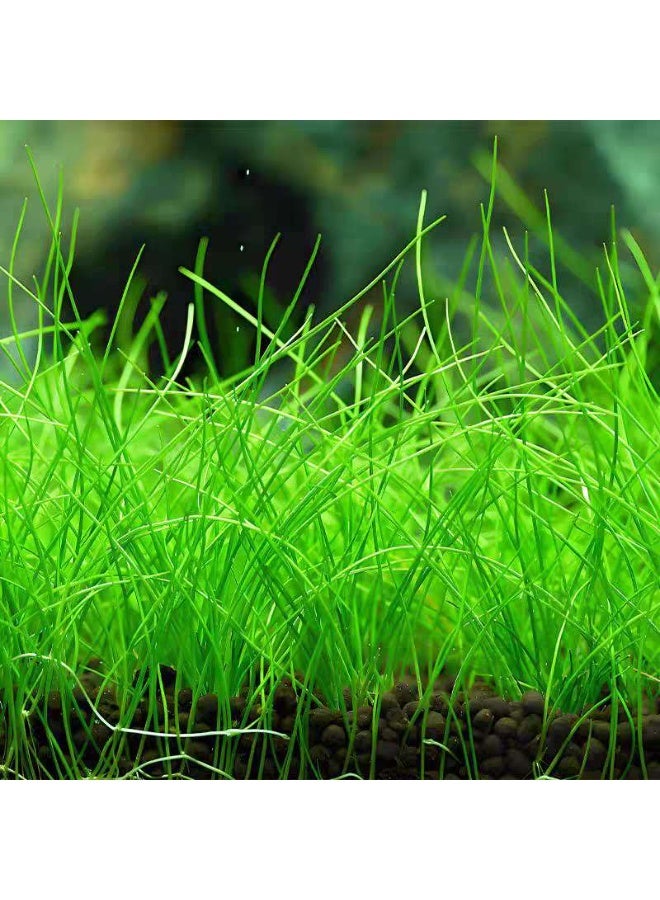 بذور نباتات مائية صغيرة صديقة للبيئة من أوكسهير، بذور نباتات مائية معقمة مناسبة للنباتات المائية في خزان الأسماك، وأحواض السمك، والمناظر الطبيعية لخزان العشب. - Image 3
