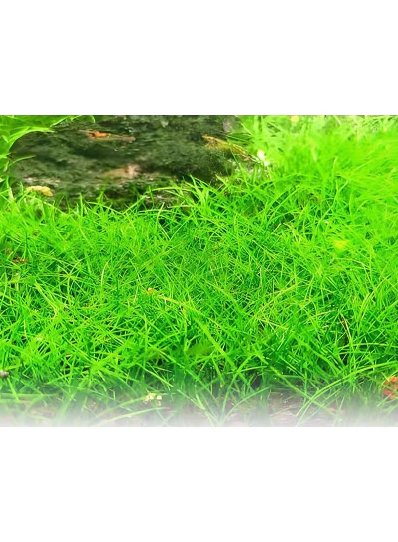 بذور نباتات مائية صغيرة صديقة للبيئة من أوكسهير، بذور نباتات مائية معقمة مناسبة للنباتات المائية في خزان الأسماك، وأحواض السمك، والمناظر الطبيعية لخزان العشب. - Image 4