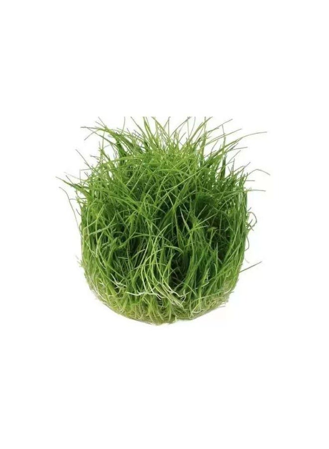 بذور نباتات مائية صغيرة صديقة للبيئة من أوكسهير، بذور نباتات مائية معقمة مناسبة للنباتات المائية في خزان الأسماك، وأحواض السمك، والمناظر الطبيعية لخزان العشب. - Image 5