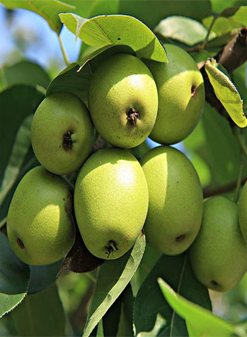 GGOOT 30Pcs Pear Seeds Perennial Fruit for Outdoor Farm Gardening Planting Juicy Fruit Add Unique Style to The Garden Courtyard - Image 3