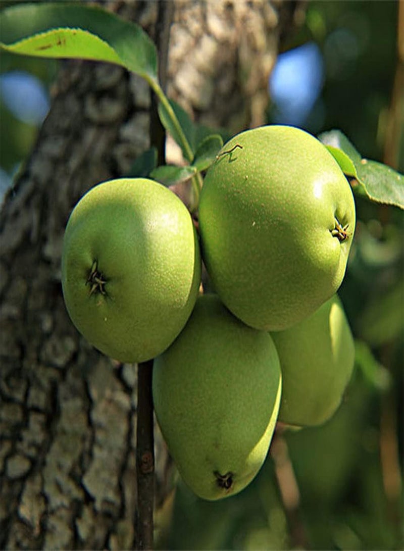 GGOOT 30Pcs Pear Seeds Perennial Fruit for Outdoor Farm Gardening Planting Juicy Fruit Add Unique Style to The Garden Courtyard - Image 2